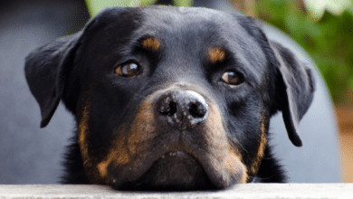 cachorro raca. rottweiler 1024x576