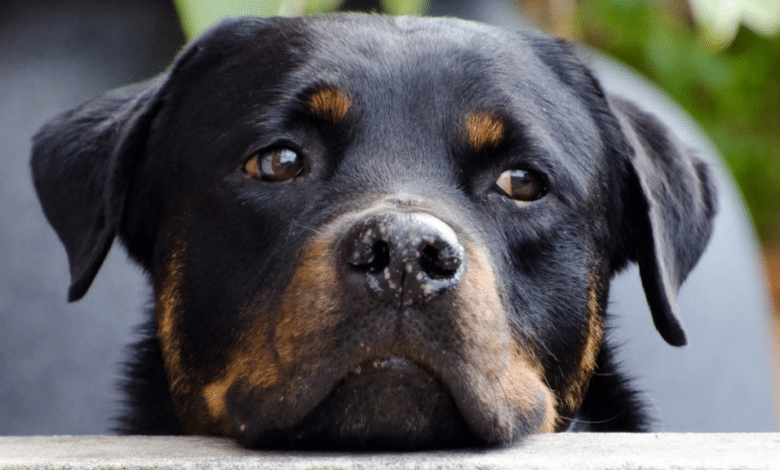 cachorro raca. rottweiler 1024x576