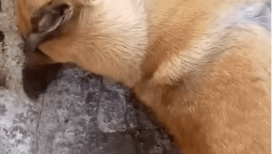 cão