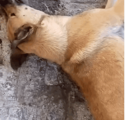cão