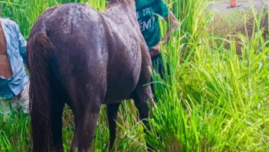 cavalo
