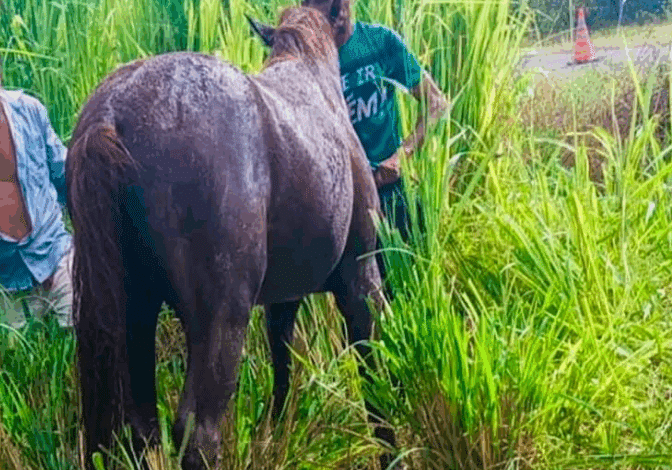 cavalo