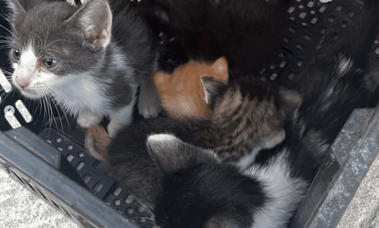 gatinhos