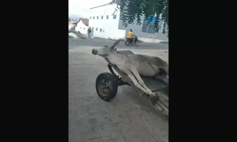 jumento