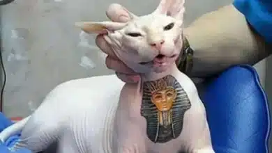 tatuagem