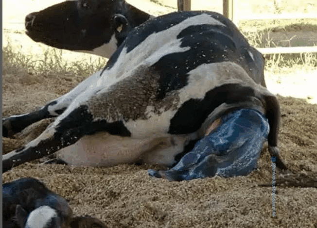 vaca