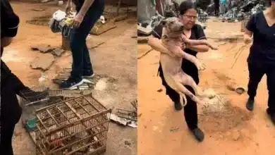 animais