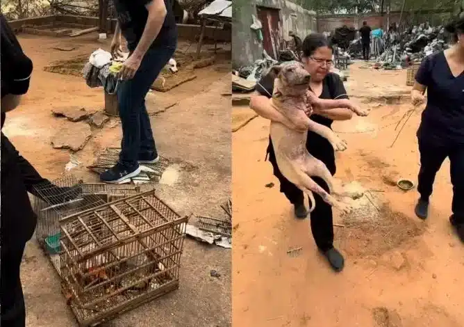 animais
