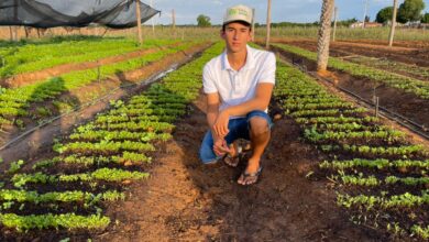 apodi agricultor