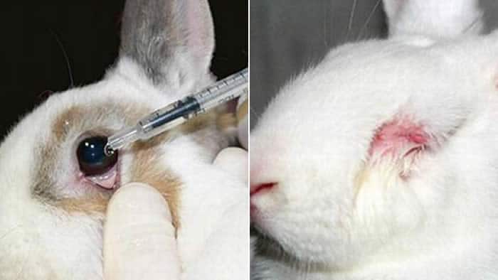 teste animais 1