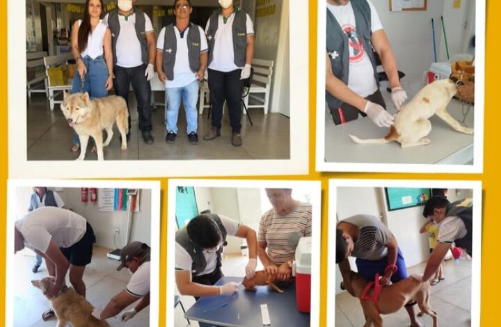 animais
