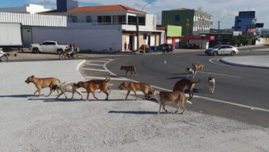 animais