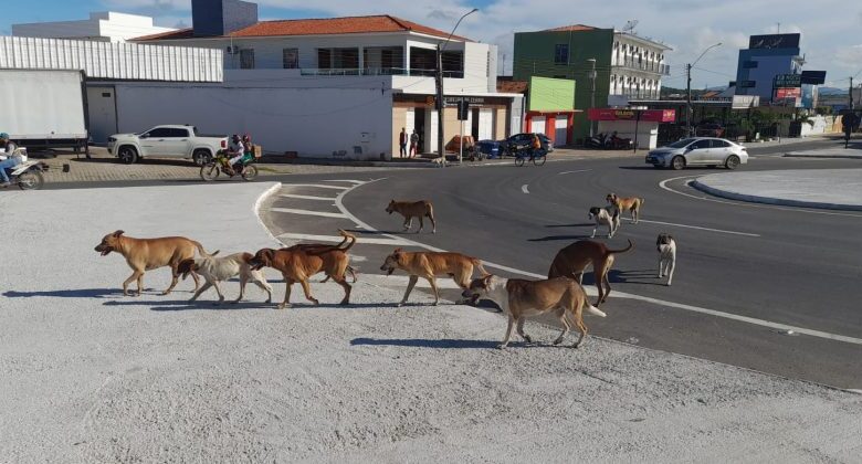 animais