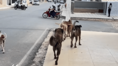 caes de rua