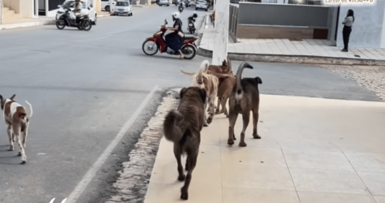caes de rua