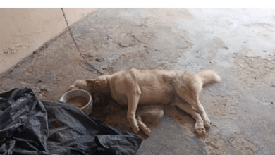 cachorro