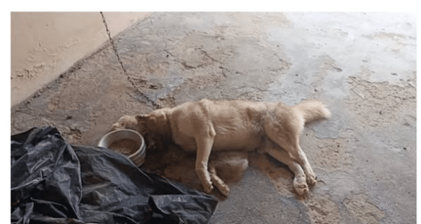 cachorro