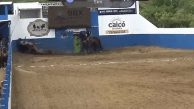 cavalo