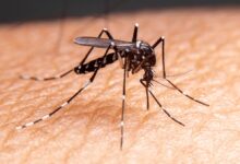 mosquito