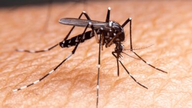 mosquito