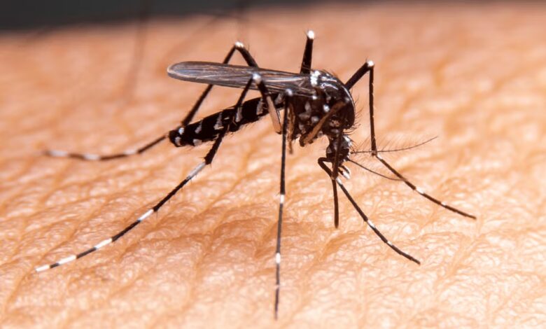 mosquito