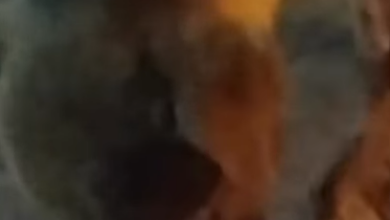 cachorro