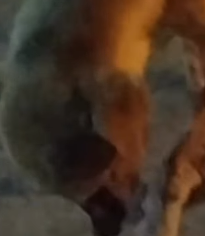 cachorro