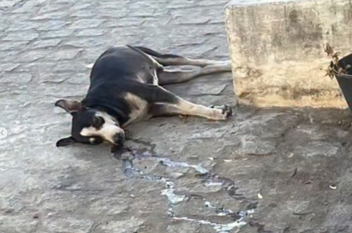caozinho