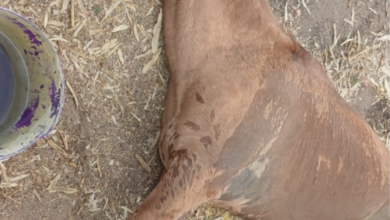 cavalo